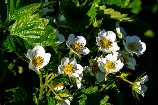 Free Strawberry Flowers Nature photo and picture