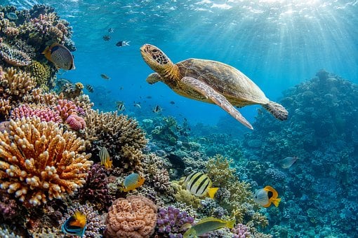 Tortuga Marina, Arrecife De Coral