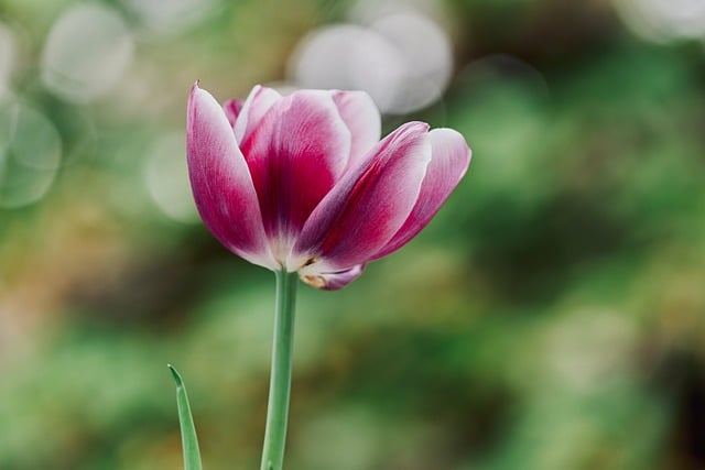 Tulpe, Blume, Natur, Blühen, Garten