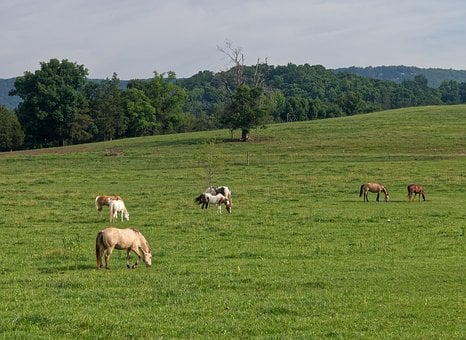Free Horses Grazing photo and picture