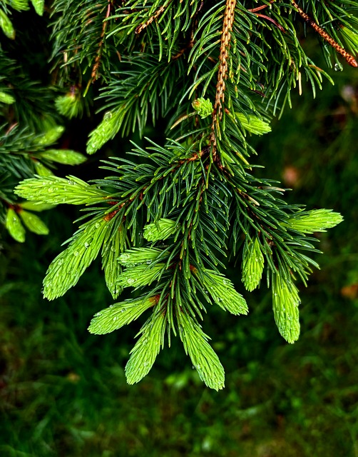 Copac, Molid, Muguri, Verde, Natură