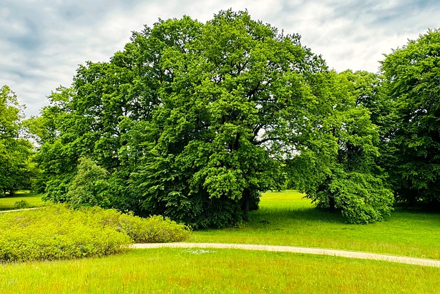 Branitz, Zeleň, Strom, Tráva, Park