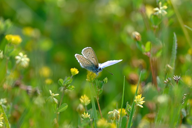 Sommerfugl, Eng, Vinger, Insekt, Natur