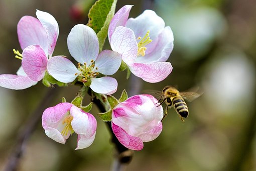 Apfelblüten, Biene, Natur, Frühling
