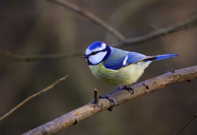 Free Blue Tit Nature photo and picture