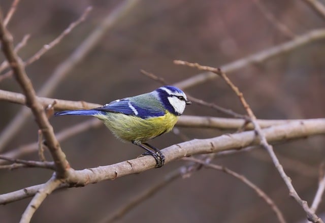 Free Blue Tit Bird photo and picture