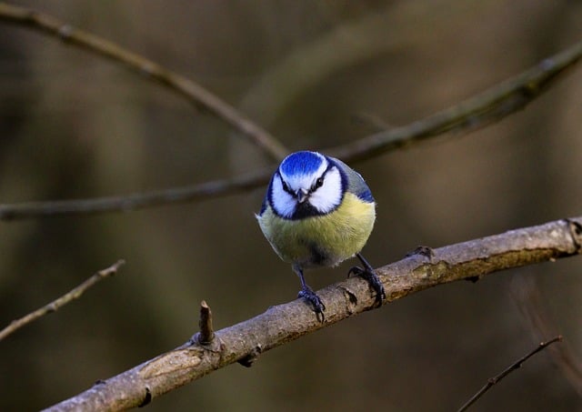 Free Blue Tit Branch photo and picture