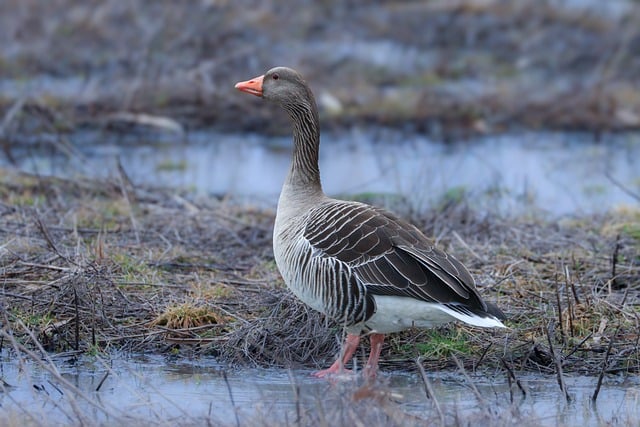 Free Goose Bird photo and picture