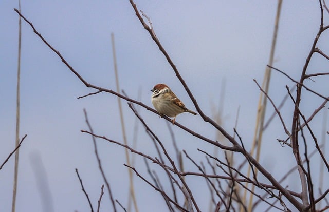 Free Sparrow Branch photo and picture