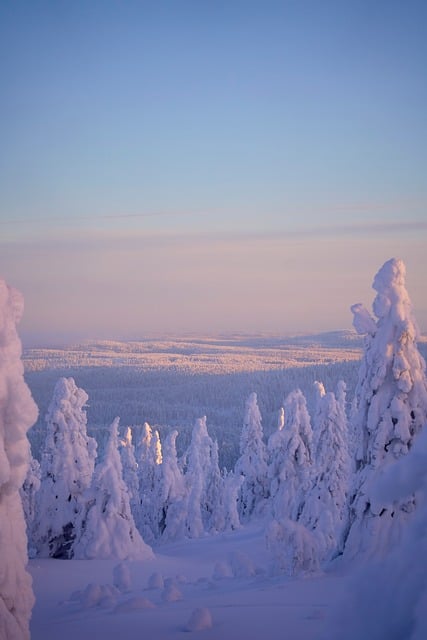 Free Winter Landscape Snow-Covered Trees photo and picture