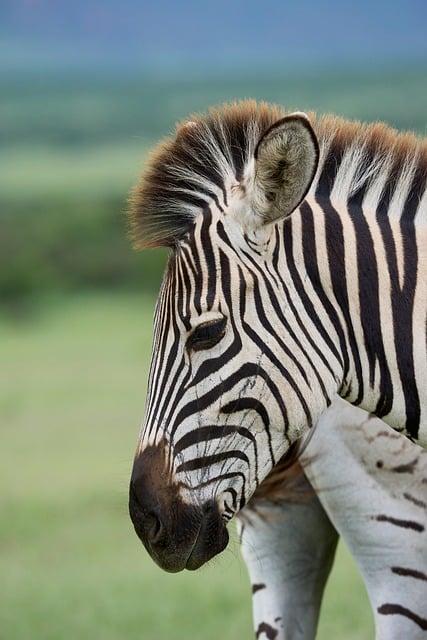Free Zebra Stripes photo and picture