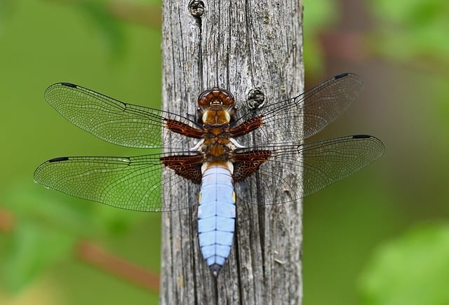 Free Dragonfly Broad-Bodied Chaser photo and picture