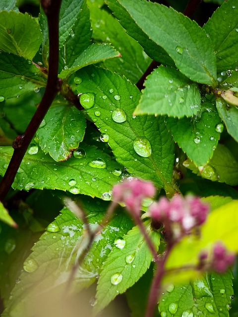 Free Leaves Water Droplets photo and picture