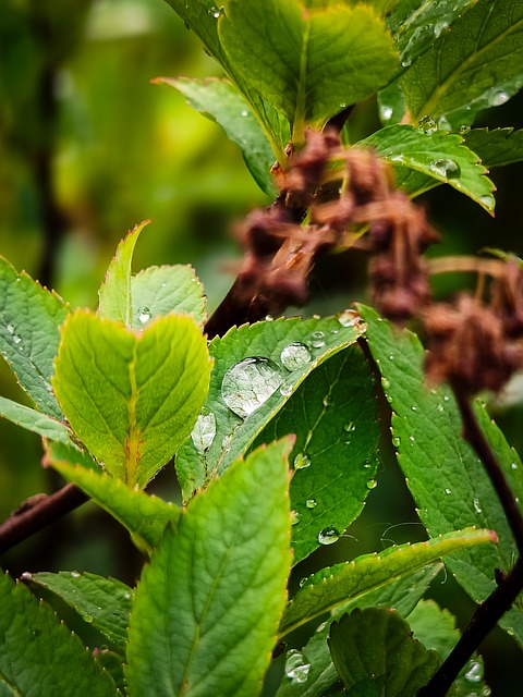 Free Green Nature photo and picture
