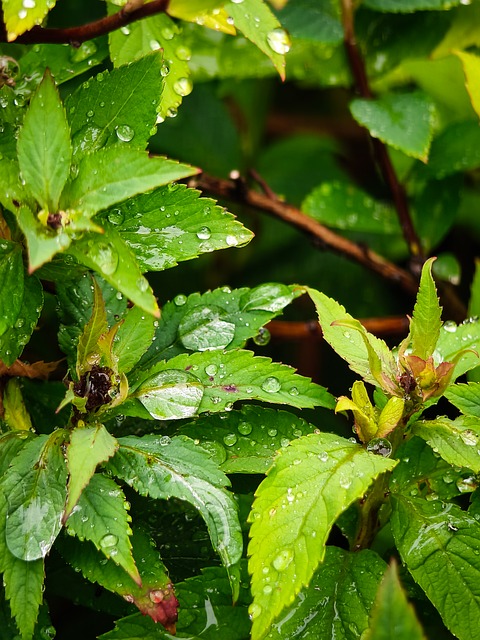 Free Green Nature photo and picture