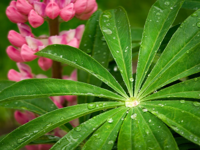 Free Green Nature photo and picture