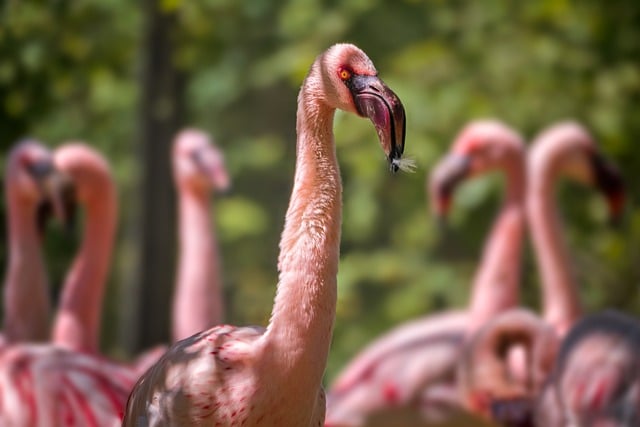 Free Flamingo Bird photo and picture