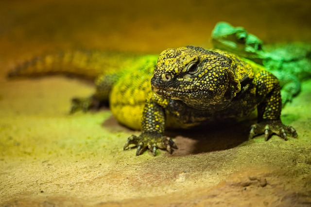 Free Lizard Serious Look photo and picture