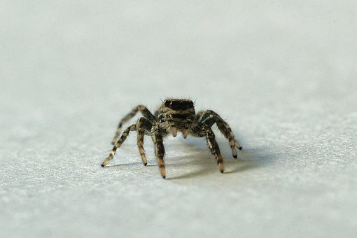 Free Jumping Spider Spider photo and picture