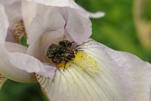 Bille, Natur, Nærbillede, Iris, Blomst