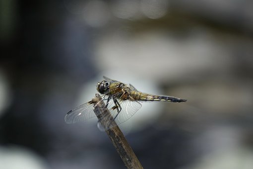 Guldsmed, Makro, Natur, Insekt
