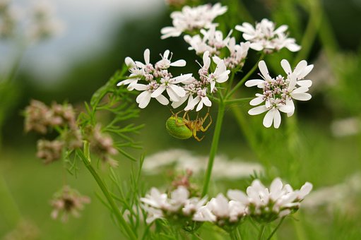 Koriander, Edderkop, Blomst, Hvid, Makro