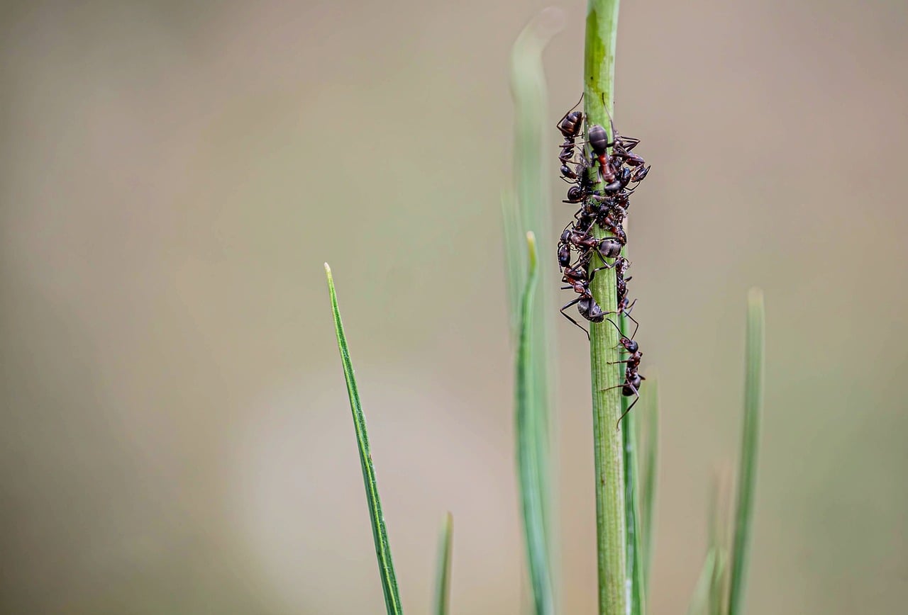 Ant Macro Insect - Free photo on Pixabay