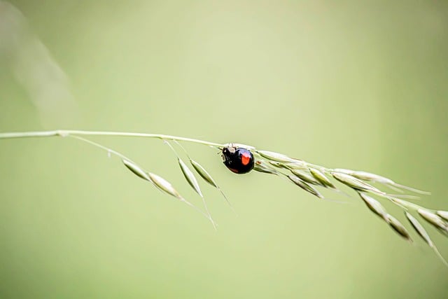 Free Ladybug 4K Wallpaper photo and picture