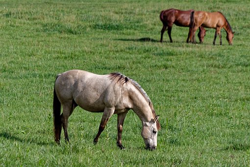 Free Horses Animal photo and picture