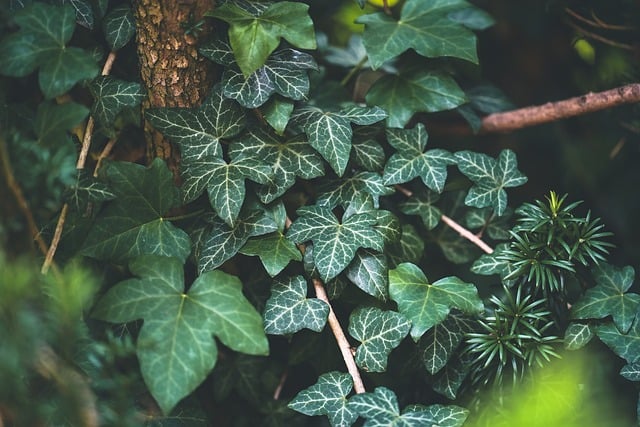Download free HD stock image of Ivy Green Leaves Free Ivy Green Leaves photo and picture