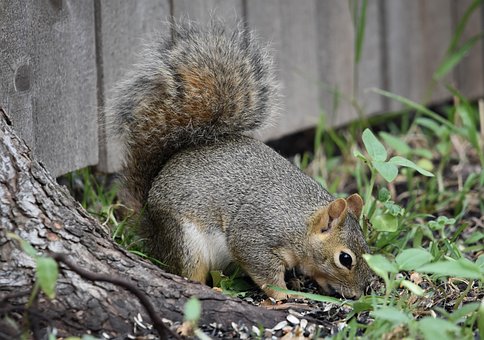 Free Fox Squirrel Nature photo and picture