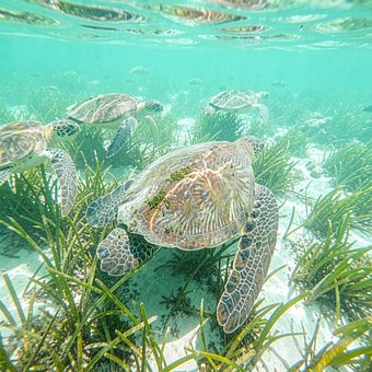 Tortuga, Bajo El Agua, Hierba Marina