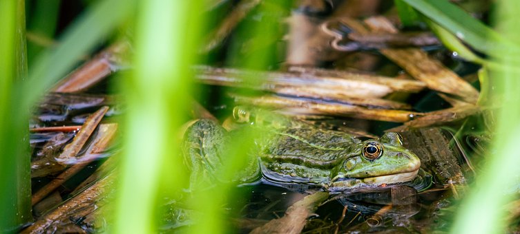 Free Frog Nature photo and picture