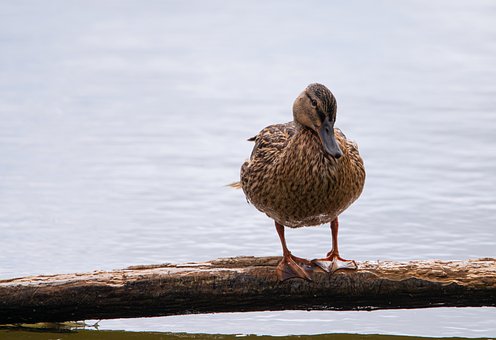 Free Duck Nature photo and picture