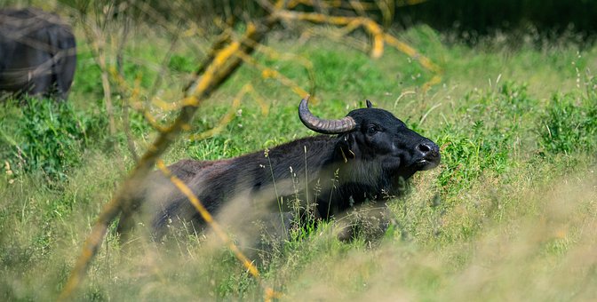 Free Buffalo Water Buffalo photo and picture