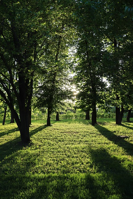 Bäume, Park, Sonne, Komposition, Licht