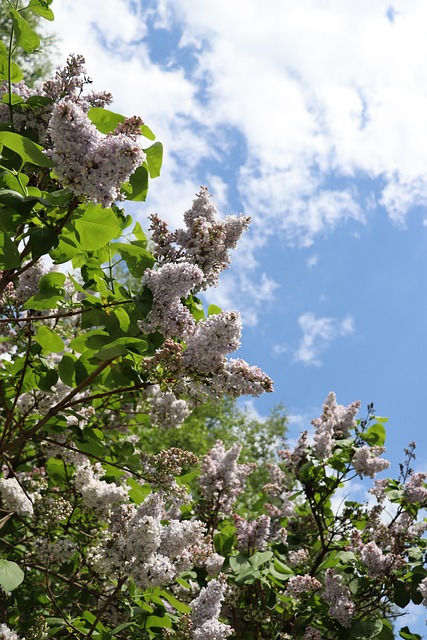 Flieder, Bäume, Himmel, Wolken, Sommer