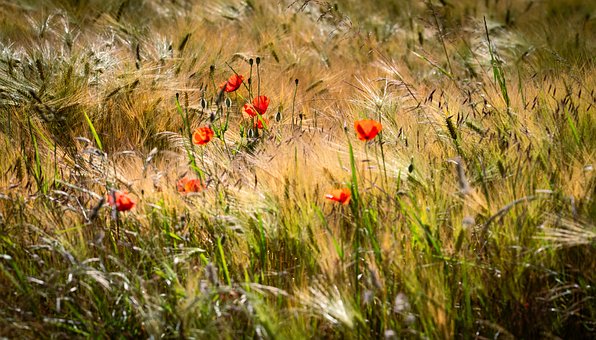 Free Poppy Red photo and picture