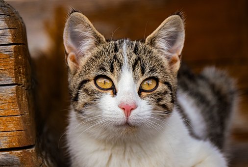 Katze, Katzenporträt, Goldene Augen