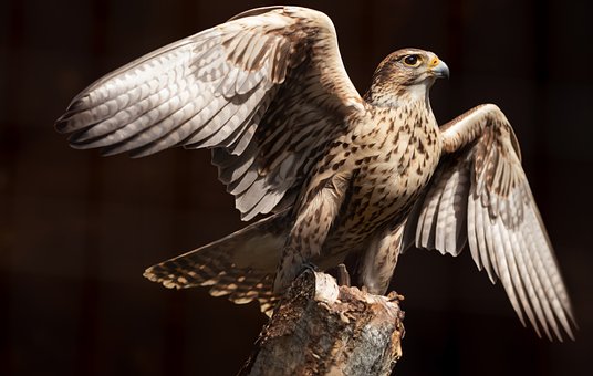Falke, Raubvögel, Federn, Natur