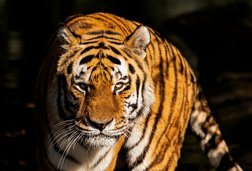 Tiger, Raubtier, Safari, Natur, Streifen