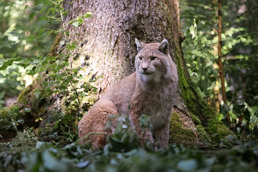 Luchs, Natur, Baum, Wild, Wildtier, Wald