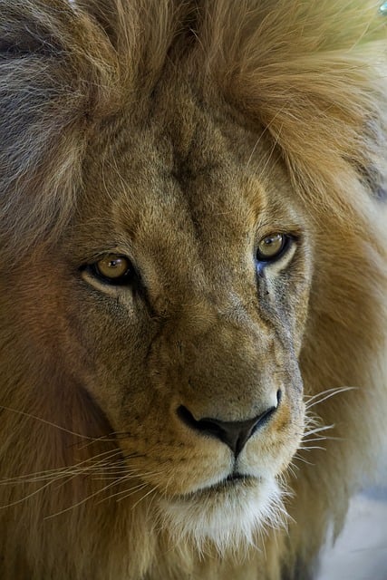 Löwe, Tier, Wildnis, Zoo, Porträt