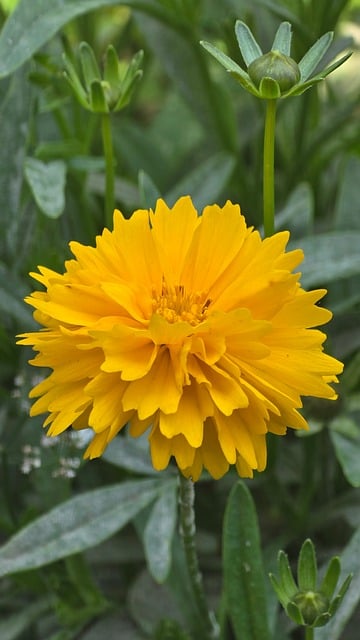Free Yellow Flower Garden photo and picture