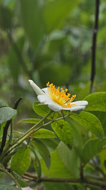 Free Flower White Petals photo and picture