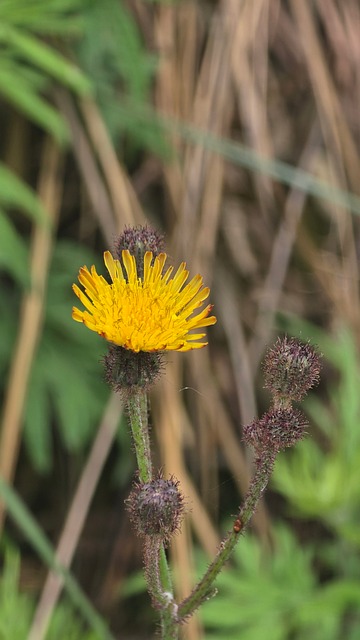 Free Dandelion Buds Yellow Flower photo and picture