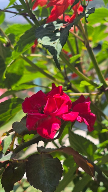 Free Flower Red photo and picture