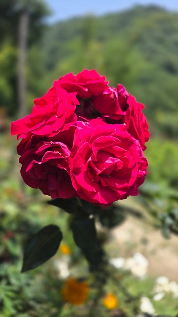 Free Rose Red photo and picture