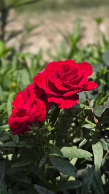 Free Rose Flower photo and picture
