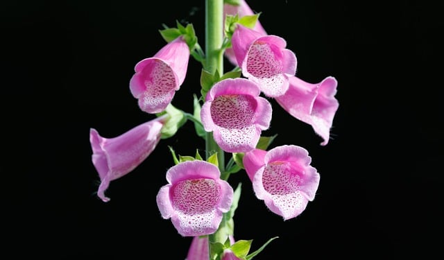 Degetar, Flori, Flori Roz